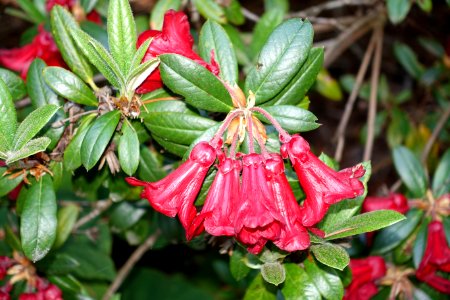 Rhododendron sanguineum - VanDusen Botanical Garden - Vancouver, BC - DSC06933