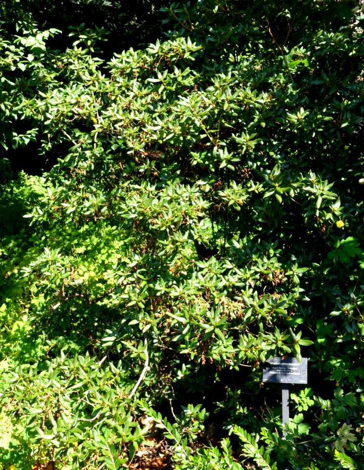 Rhododendron russatum - VanDusen Botanical Garden - Vancouver, BC - DSC07019