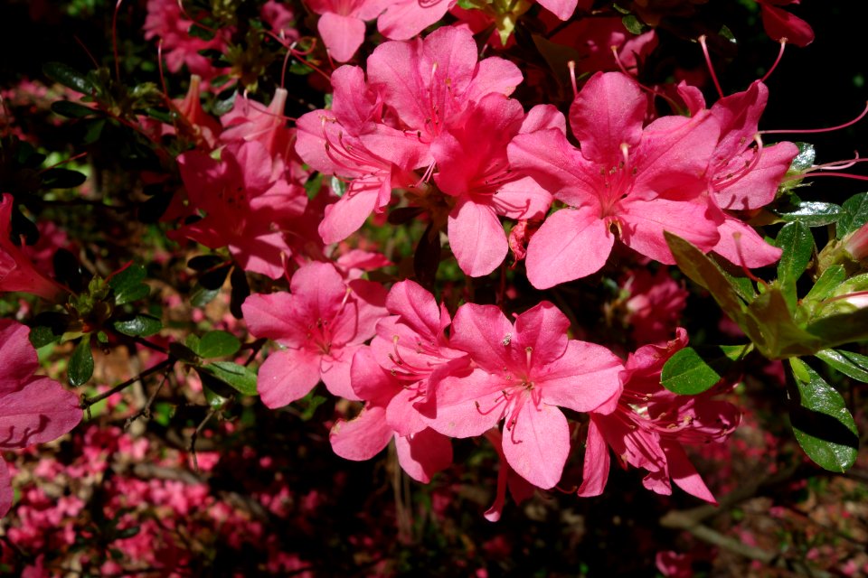 Rhododendron kaempferi - Arnold Arboretum - DSC06698