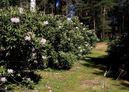 Rhododendron Tuiranpuisto Oulu 20180521 04