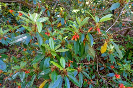 Rhododendron keysii - Caerhayes Castle gardens - Cornwall, England - DSC02982