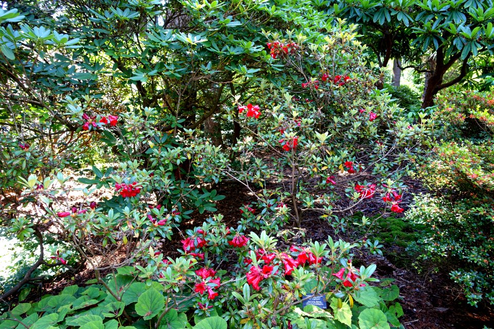Rhododendron sanguineum - VanDusen Botanical Garden - Vancouver, BC - DSC06937