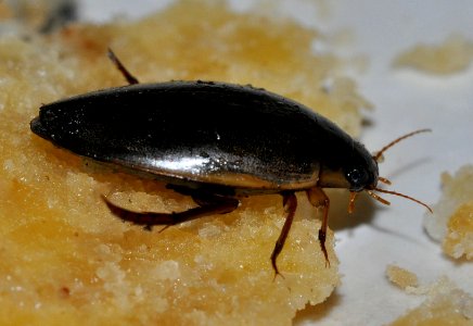 Rhantus-suturalis-06-fws