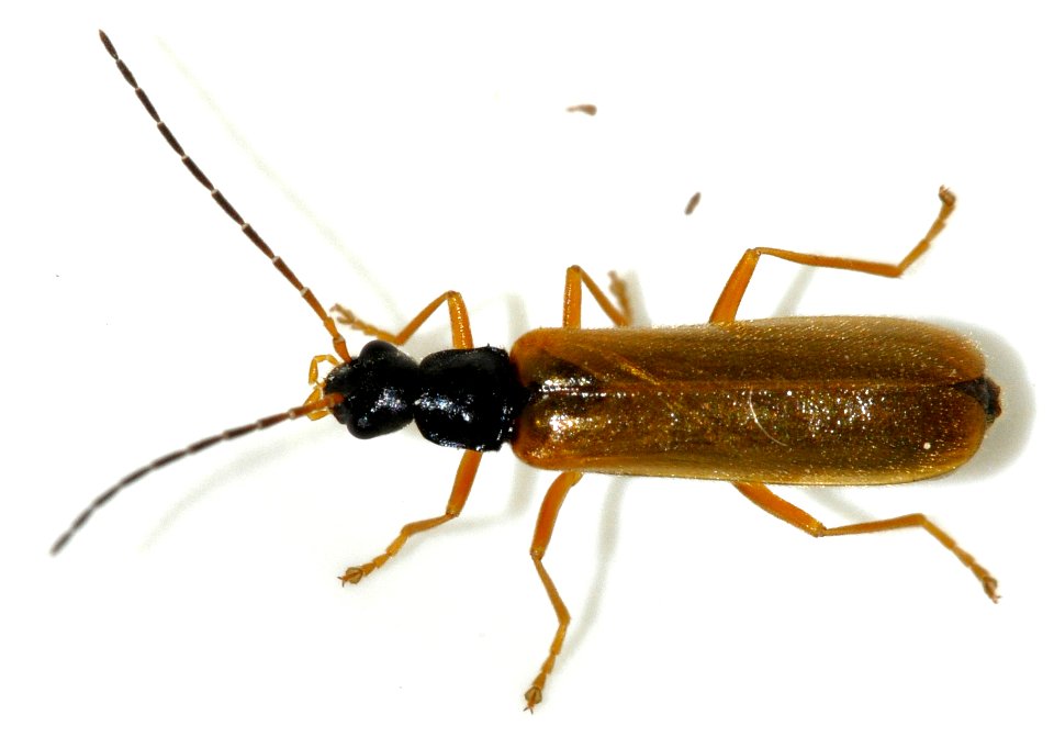 Rhagonycha-lignosa-15-fws
