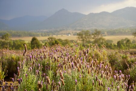 Plant field aromatherapy