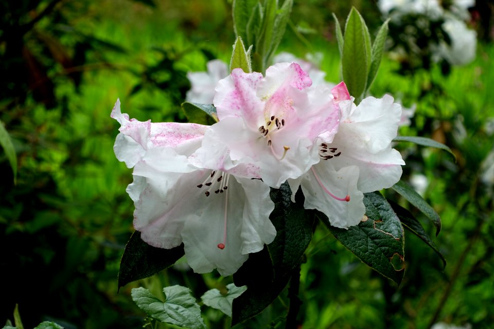 Rhododendron edgeworthii - Trebah Garden - Cornwall, England - DSC01306