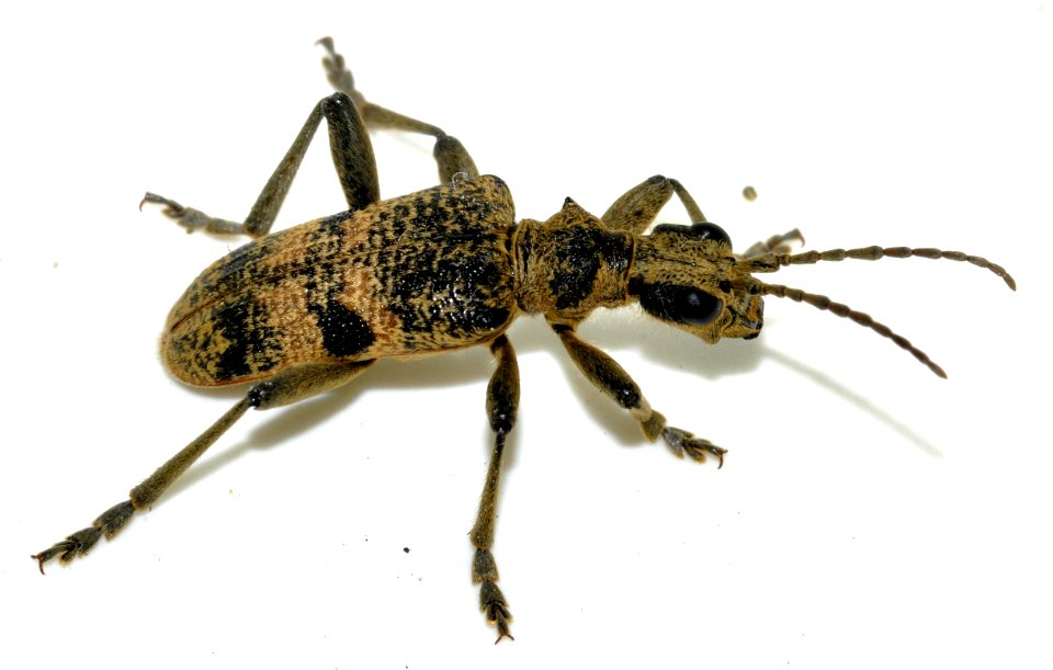 Rhagium-mordax-16-fws