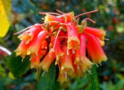 Rhododendron keysii - Caerhayes Castle gardens - Cornwall, England - DSC02980