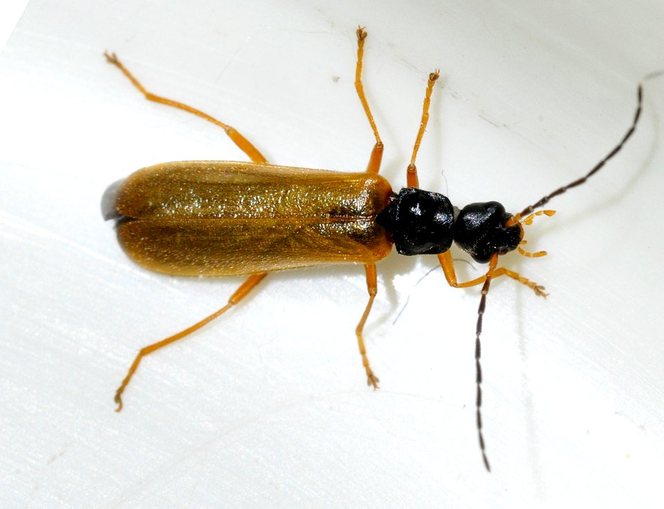 Rhagonycha-lignosa-06-fws