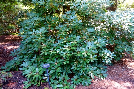Rhododendron campylocarpum - VanDusen Botanical Garden - Vancouver, BC - DSC06919