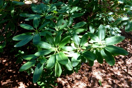 Rhododendron oreodoxa - VanDusen Botanical Garden - Vancouver, BC - DSC06914