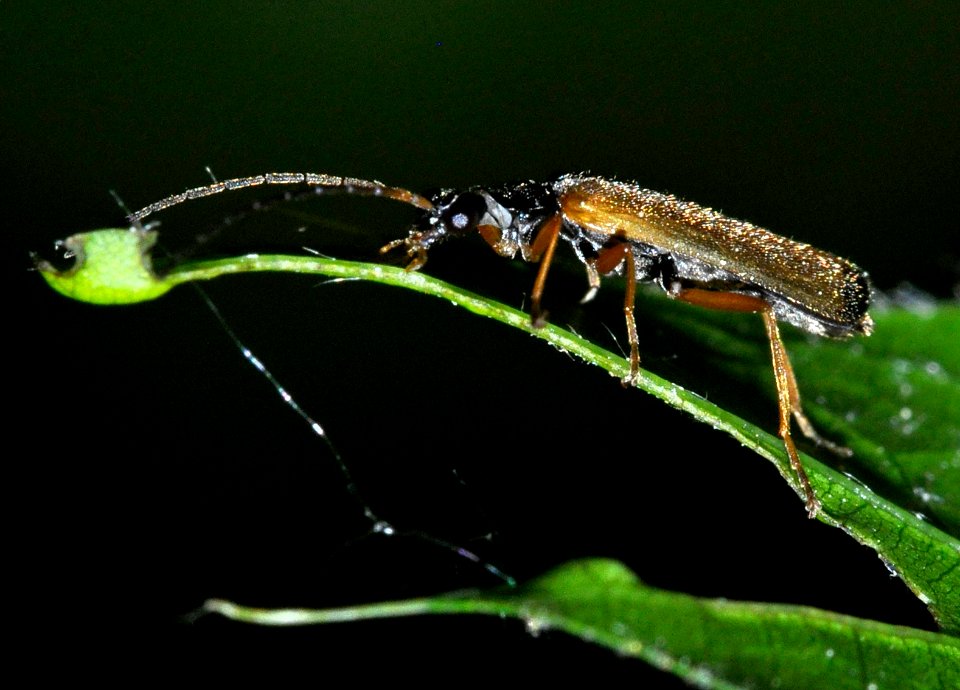 Rhagonycha-lignosa-02-fws