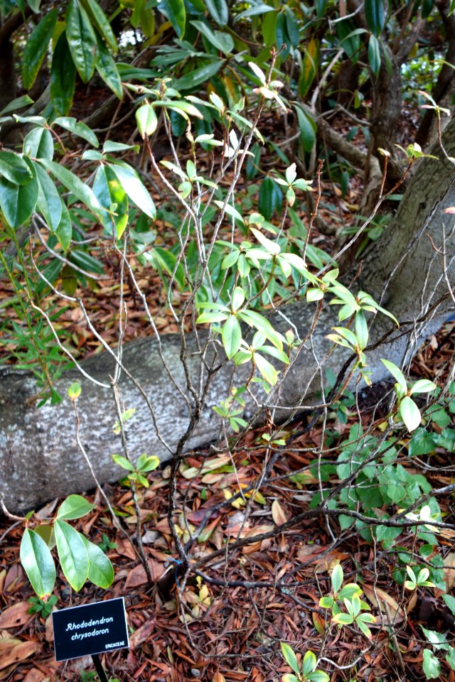 Rhododendron chrysodoron - Mendocino Coast Botanical Gardens - DSC02208