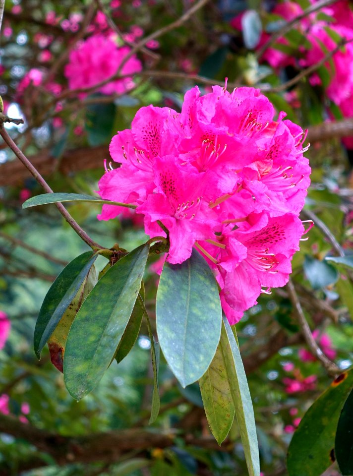 Rhododendron maddenii subsp. crassum - Trebah Garden - Cornwall, England - DSC01529