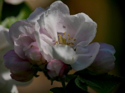 Rheinischer Winterrambur Freilichtmuseum Roscheider Hof, Blüten H4