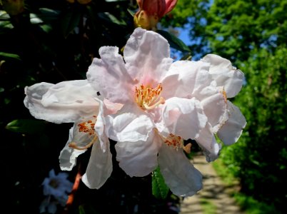 Rhododendron maddenii subsp. crassum (Rhododendron crassum) - Caerhayes Castle gardens - Cornwall, England - DSC02954