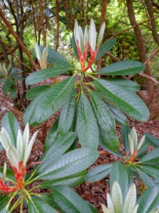 Rhododendron kesangiae - Hillier Gardens - Romsey, Hampshire, England - DSC04779