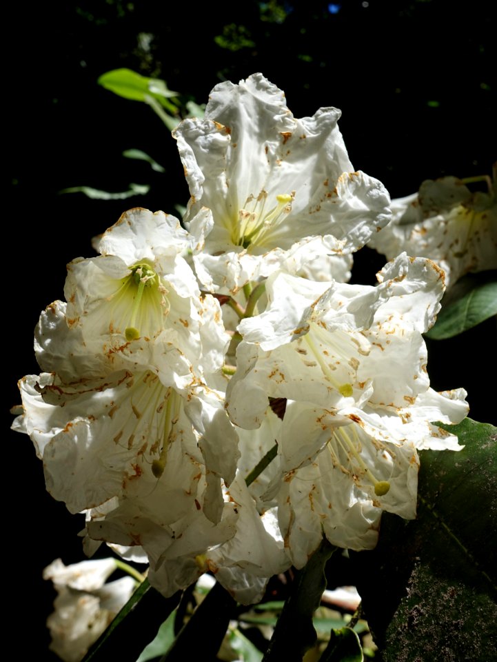 Rhododendron hemsleyanum - UBC Botanical Garden - Vancouver, Canada - DSC08277