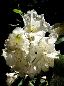 Rhododendron hemsleyanum - UBC Botanical Garden - Vancouver, Canada - DSC08277