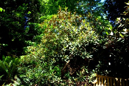 Rhododendron fulvum - UBC Botanical Garden - Vancouver, Canada - DSC08140
