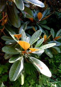 Rhododendron kesangiae - UBC Botanical Garden - Vancouver, Canada - DSC07877