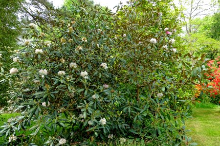Rhododendron rex - Hillier Gardens - Romsey, Hampshire, England - DSC04911