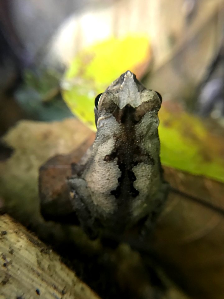 Rhinella alata 58789131