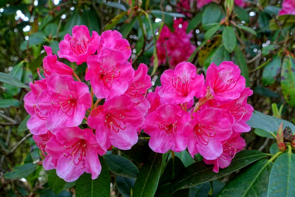 Rhododendron 'Corona' - Sheffield Park and Garden - East Sussex, England - DSC05398