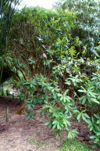 Rhododendron imberbe - Trebah Garden - Cornwall, England - DSC01411
