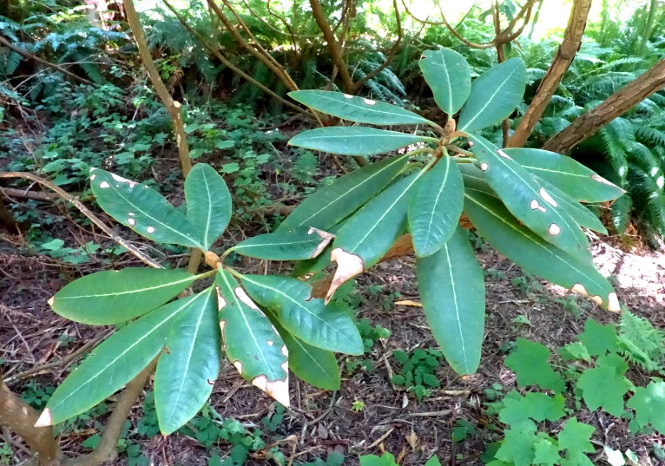 Rhododendron galactinum - UBC Botanical Garden - Vancouver, Canada - DSC07951