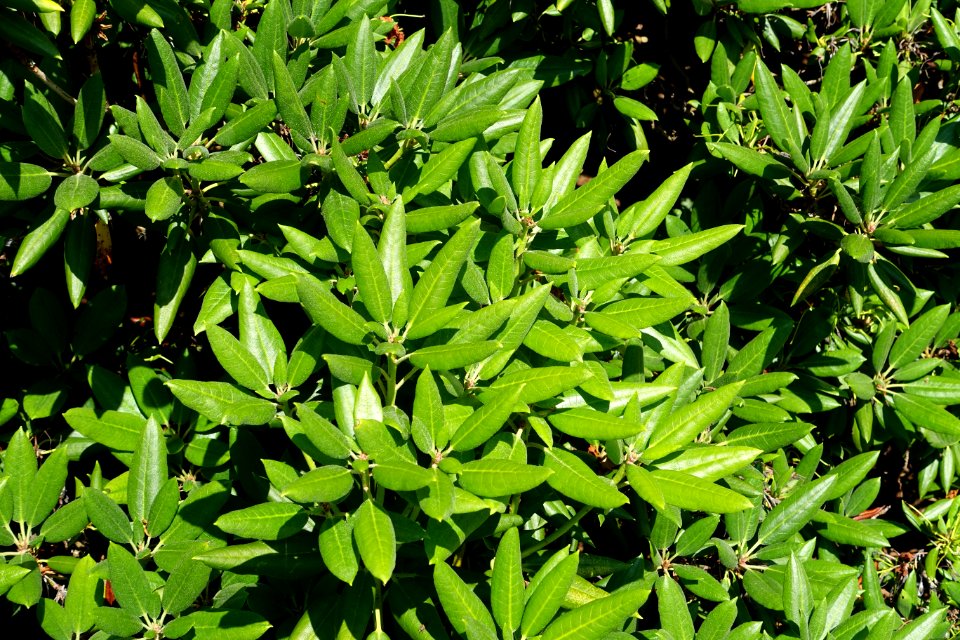 Rhododendron anwheiense - VanDusen Botanical Garden - Vancouver, BC - DSC06853