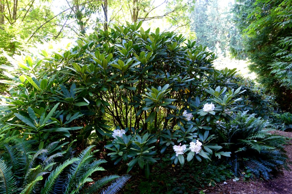 Rhododendron glanduliferum - UBC Botanical Garden - Vancouver, Canada - DSC07831