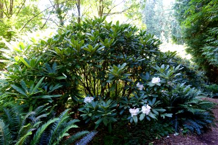 Rhododendron glanduliferum - UBC Botanical Garden - Vancouver, Canada - DSC07831
