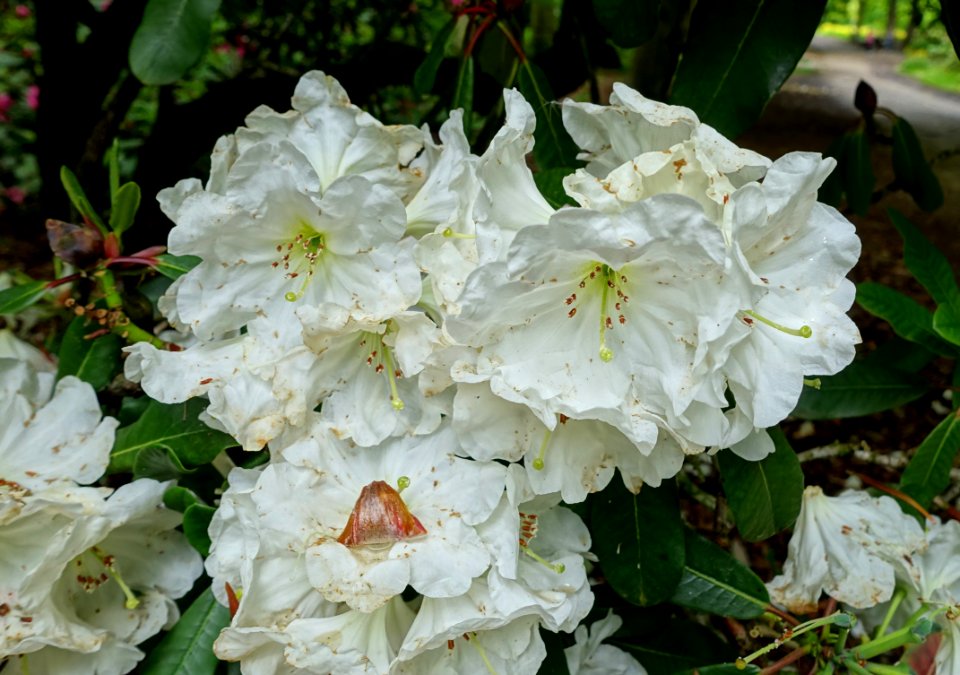 Rhododendron decorum - RHS Garden Harlow Carr - North Yorkshire, England - DSC01270