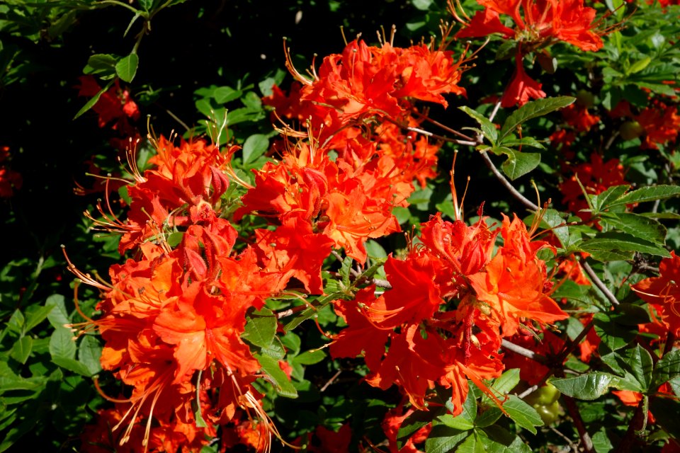 Rhododendron calendulaceum - Arnold Arboretum - DSC06668