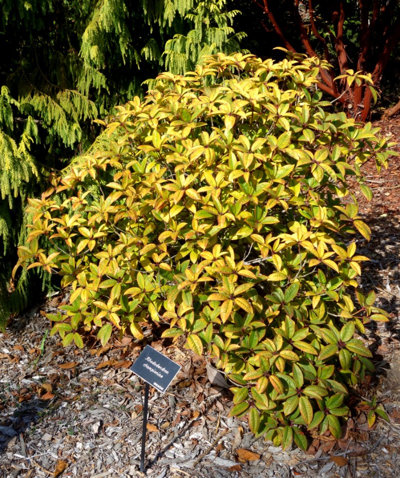 Rhododendron championiae - Mendocino Coast Botanical Gardens - DSC02051