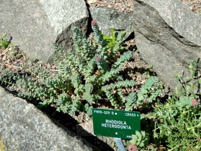 Rhodiola heterodonta - Copenhagen Botanical Garden - DSC07466