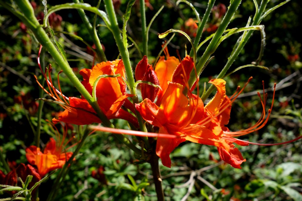 Rhododendron calendulaceum - Arnold Arboretum - DSC06652