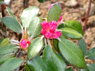 Rhododendron cruentum - University of Copenhagen Botanical Garden - DSC07627