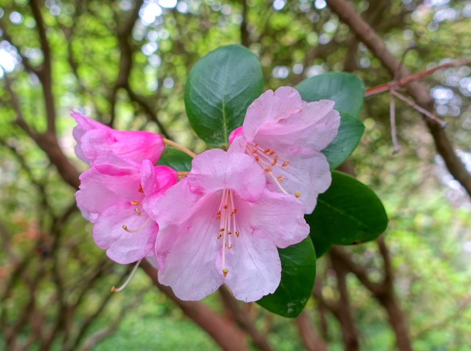 Rhododendron 'Bow Bells' - Hillier Gardens - Romsey, Hampshire, England - DSC04859