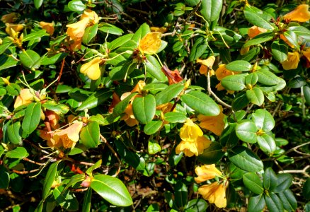 Rhododendron cinnabarinum - Caerhayes Castle gardens - Cornwall, England - DSC03202