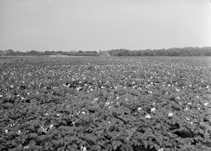 Recreatieterreinen, vliegvelden e.d., sportterreinen, verbouw aardappelen, Bestanddeelnr 163-0468