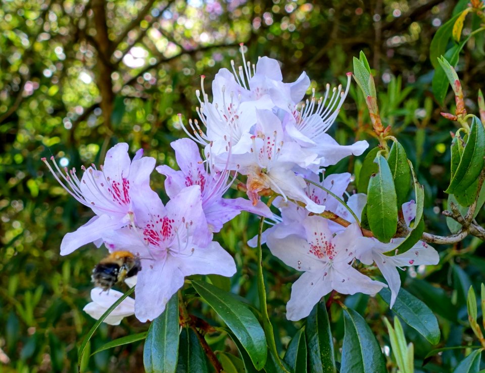 Rhododendron davidsonianum - Caerhayes Castle gardens - Cornwall, England - DSC03261