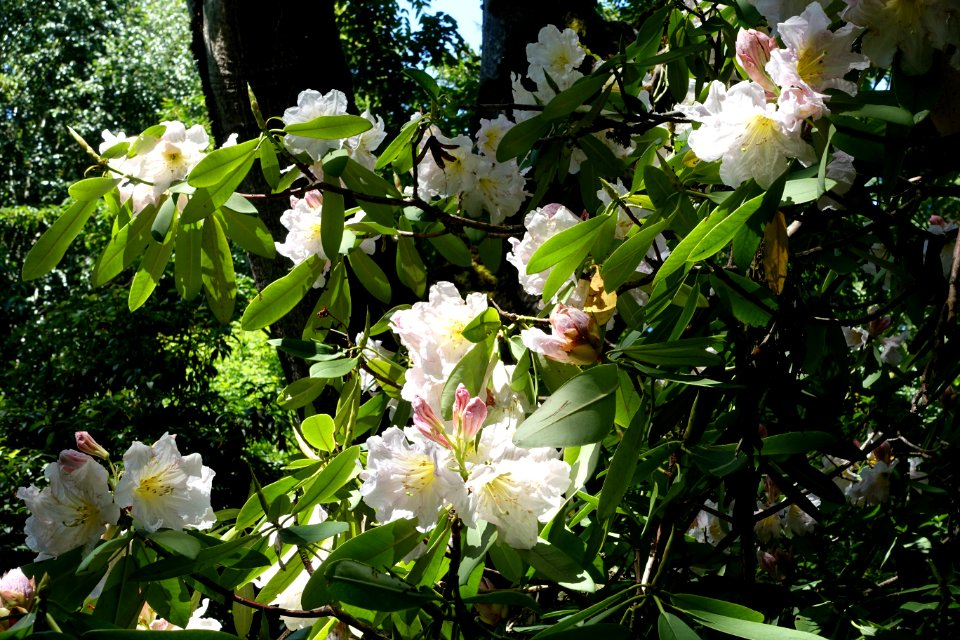 Rhododendron discolor (Rhododendron fortunei subsp. discolor) - VanDusen Botanical Garden - Vancouver, BC - DSC07341