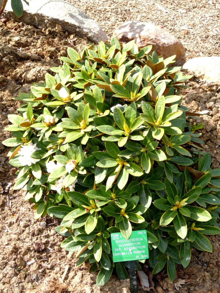 Rhododendron aganniphum var. aganniphum - University of Copenhagen Botanical Garden - DSC07609