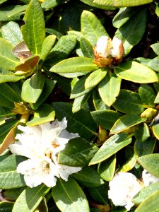 Rhododendron aganniphum var. aganniphum - University of Copenhagen Botanical Garden - DSC07610
