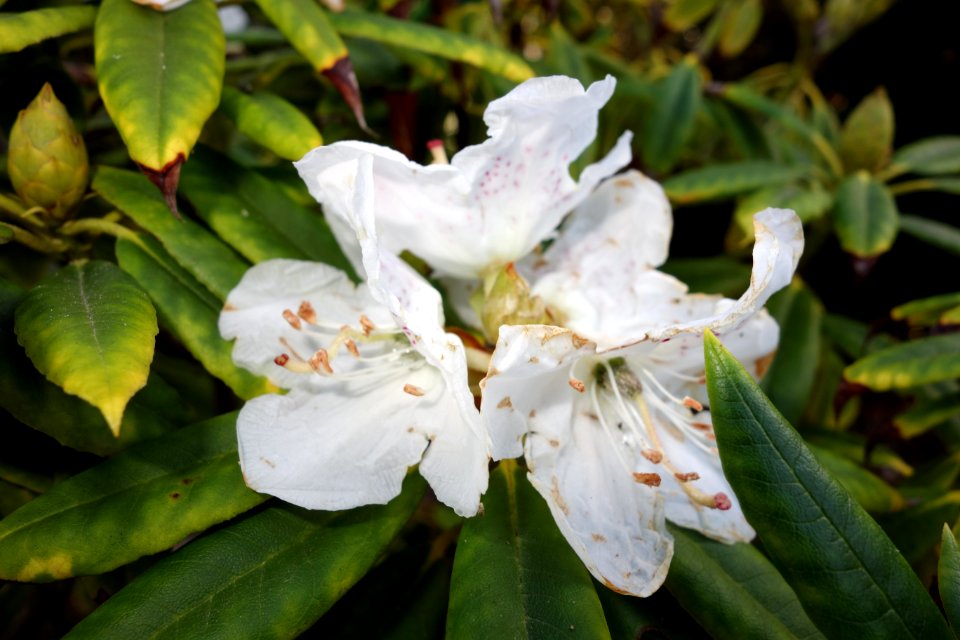 Rhododendron annae - Mendocino Coast Botanical Gardens - DSC02041