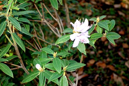 Rhododendron augustinii - Quarryhill Botanical Garden - DSC03733 photo