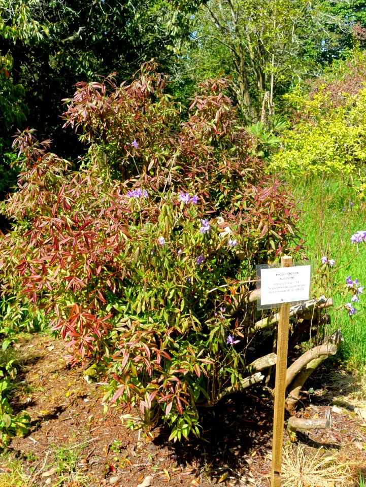 Rhododendron augustinii - Caerhayes Castle gardens - Cornwall, England - DSC03114