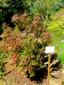Rhododendron augustinii - Caerhayes Castle gardens - Cornwall, England - DSC03114
